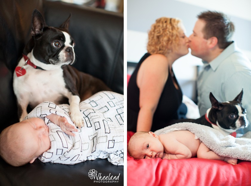 newborn photoshoot with dog